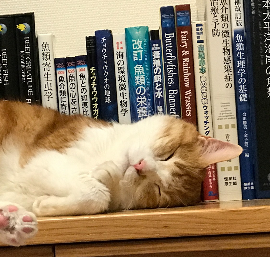本棚と猫