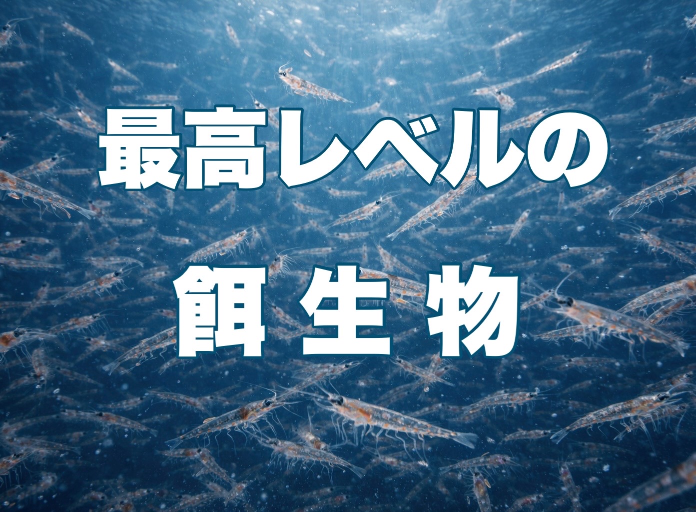 私がツノナシオキアミを魚たちの主食に選んだ理由